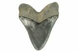 Serrated, Angustidens Tooth - Megalodon Ancestor #123360-2
